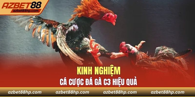 Chia sẻ kinh nghiệm cá cược đá gà hiệu quả cho người mới